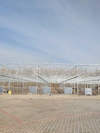 吉林省白城洮南富順鄉15000平米連棟薄膜溫室